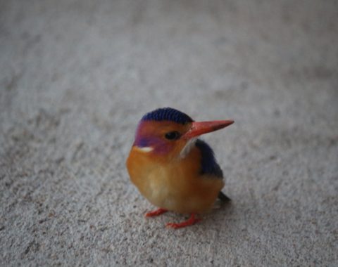 African Pygmy Kingfisher