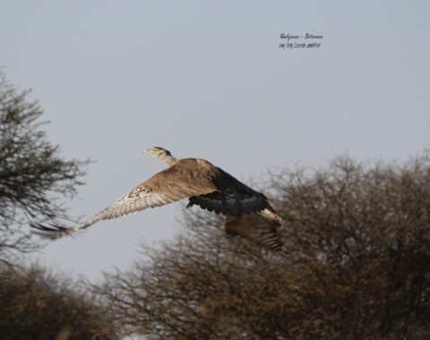 Cori in Flight