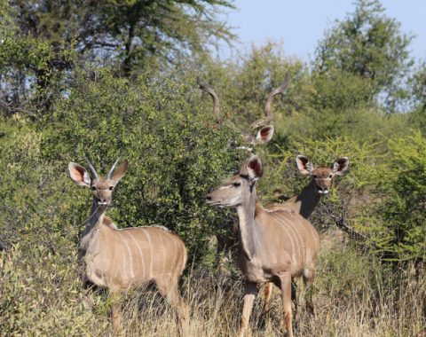 Kudu Family